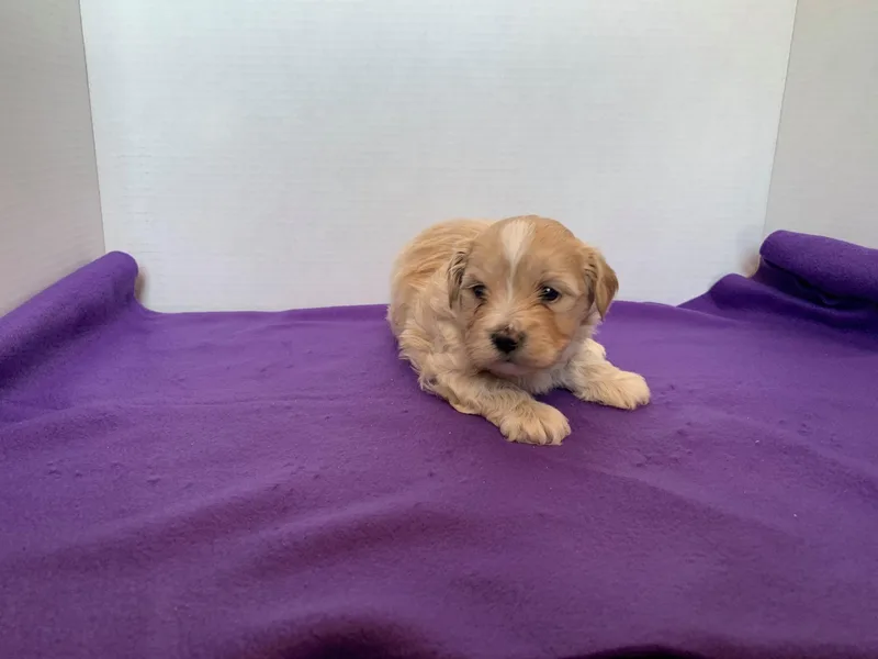 Judy Hersey-Philips' Multipoo Puppies