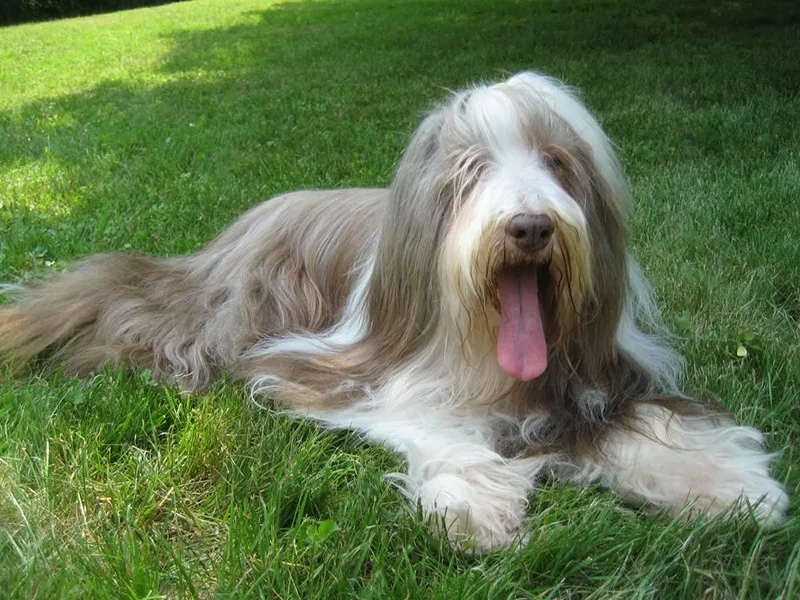 Judy Higgs' Havanese