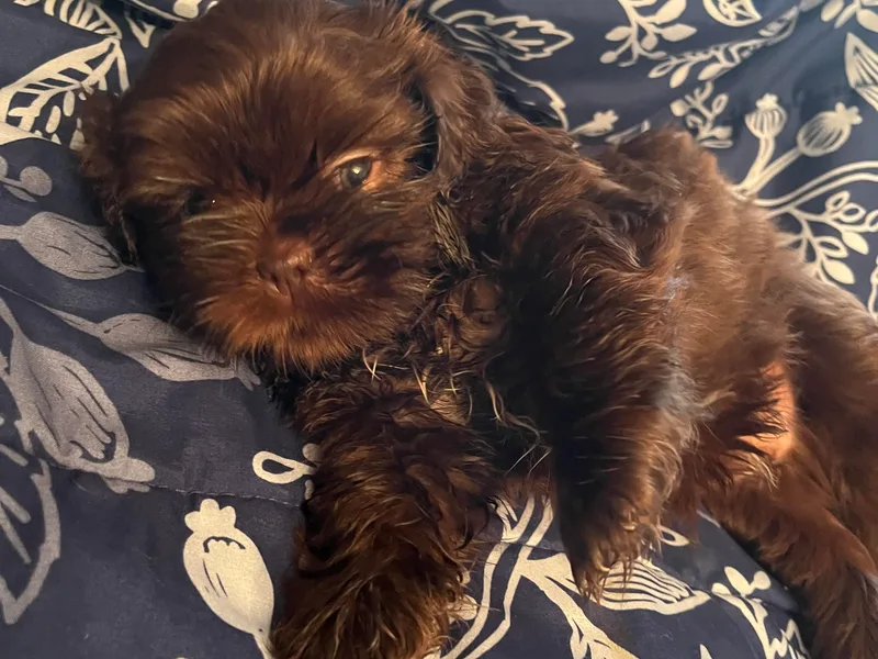 Judy's Shih Tzus