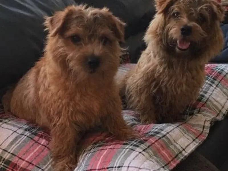 Judy Seltrecht's Norfolk Terriers