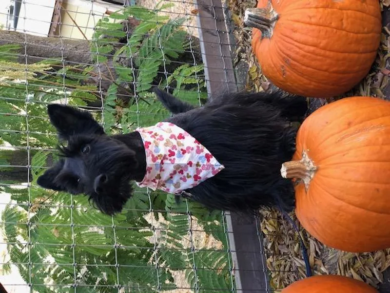 Judyz Scotties