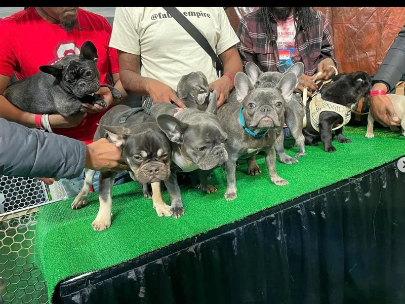 Juice.Kennels photo 1