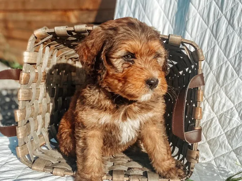 Jules’ Bernedoodles