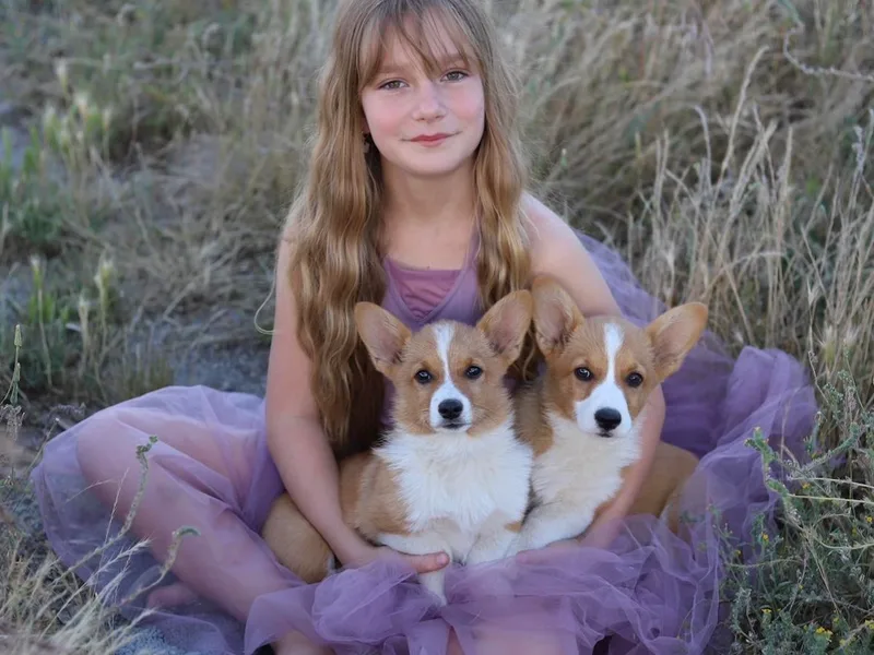 Julia's Pembroke Welsh Corgis