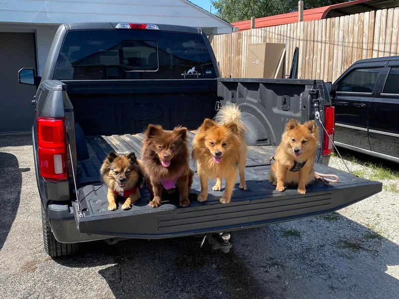 Juliana's Pomeranians