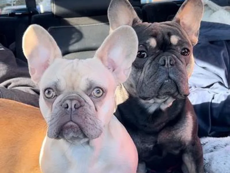 Julianne's Frenchies