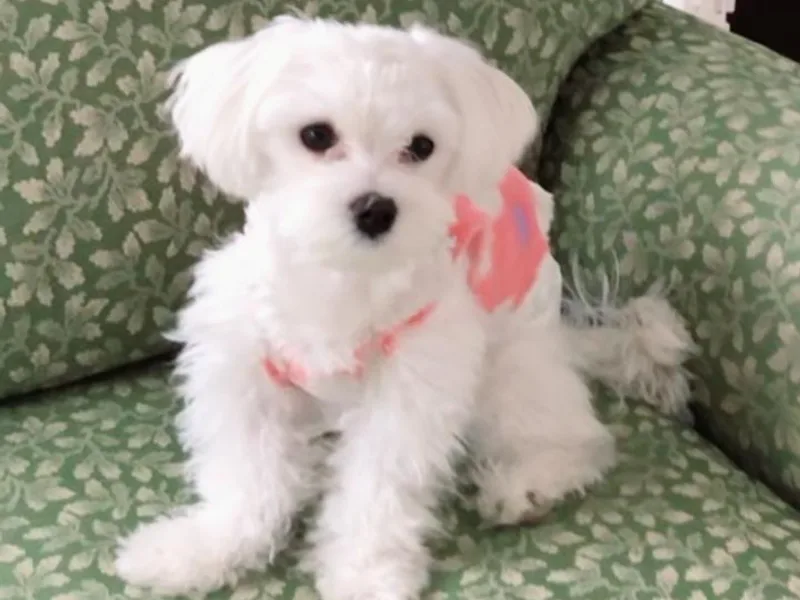 Julianne's Maltese