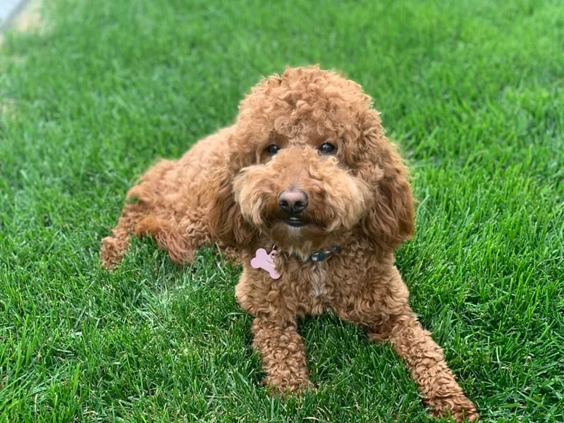 Julie Brooks's Goldendoodles