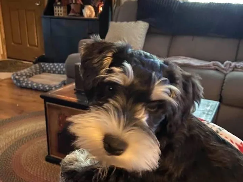 Julie Drewnoski's Miniature Schnauzer