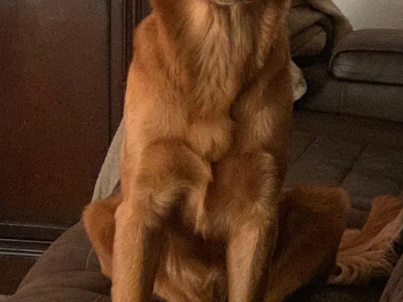 Julie Getter's Golden Retrievers