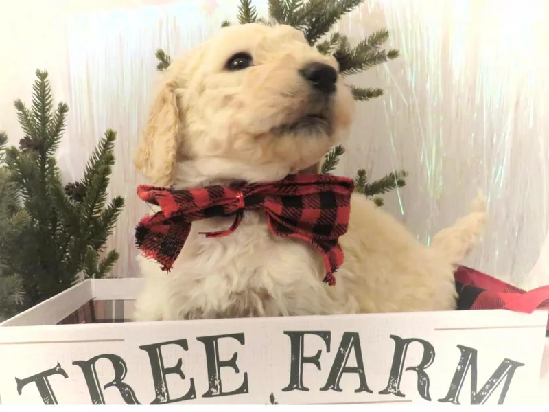 Julie Halsnoy's Standard Poodles