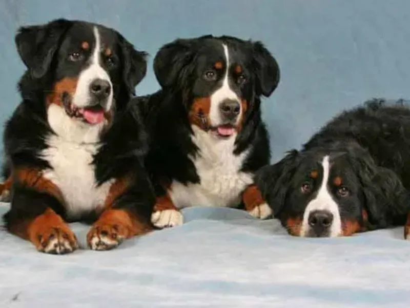 Julie Jackson's Bernese Mountain Dog