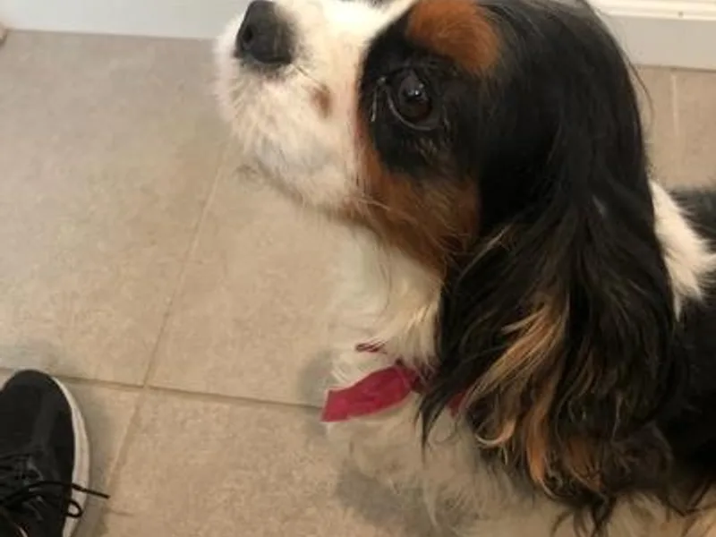 Julie's Cavaliers