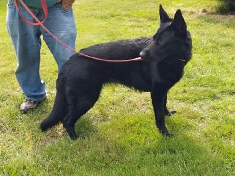 Julie's German Shepherds