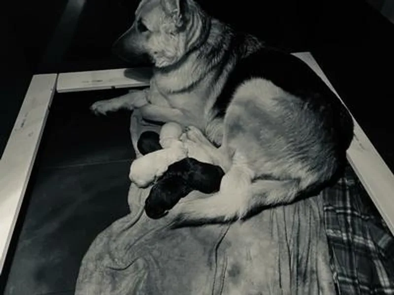 Julie’s Shepherds photo 1