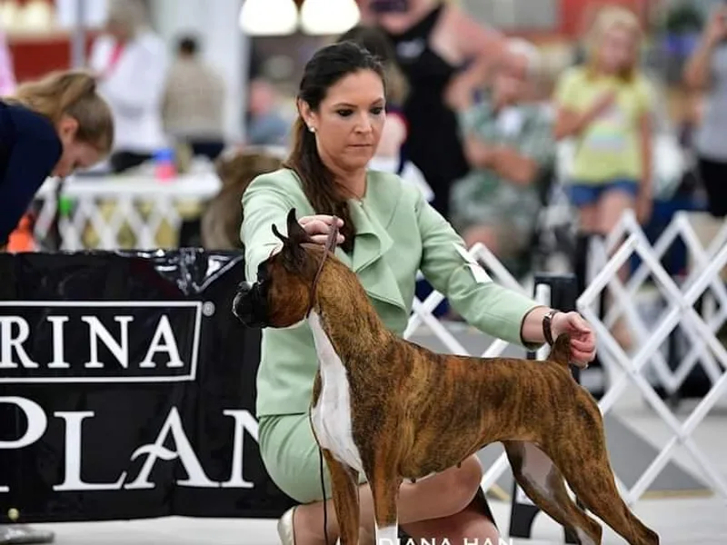 Julie Wilmore Olympic Boxers