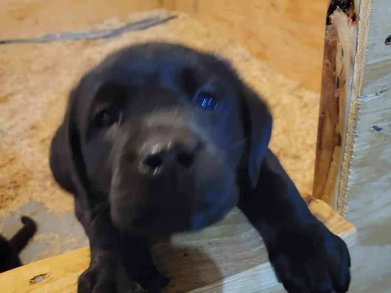 Julien's Labrador Retrievers