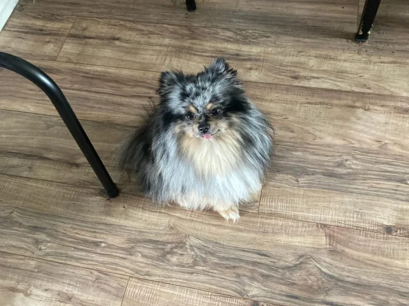 Julies heavenly poms