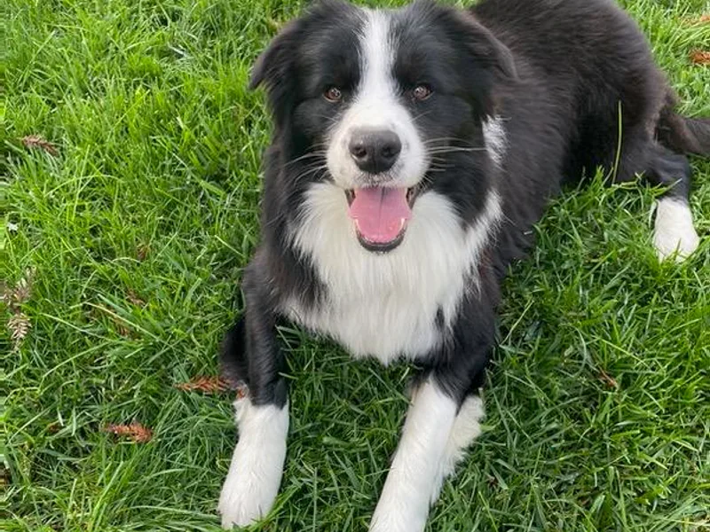 Julio's Border Collies