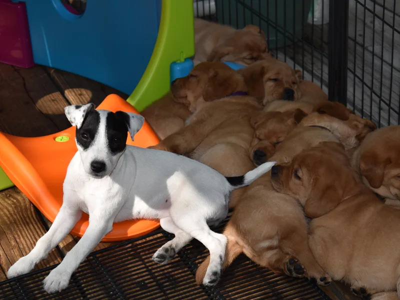 Julsby Jack Russell Terriers