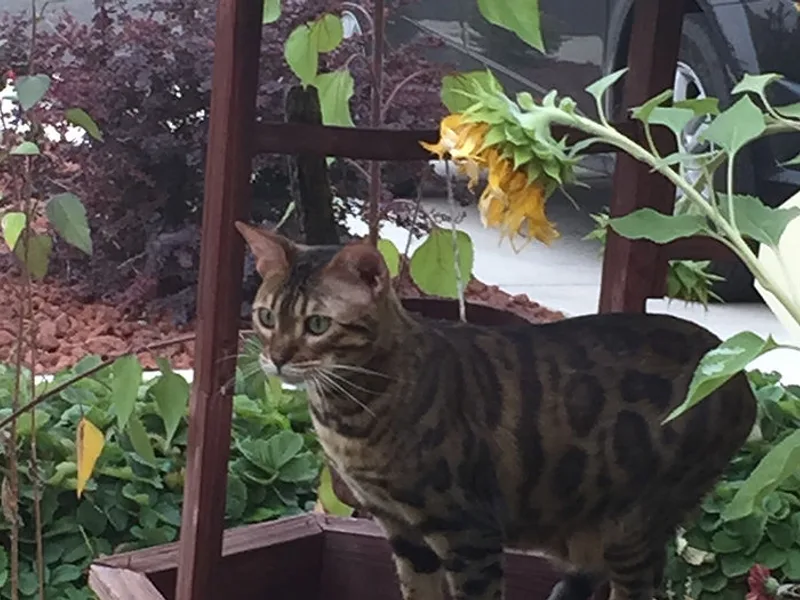 Jumanjibengals photo 1