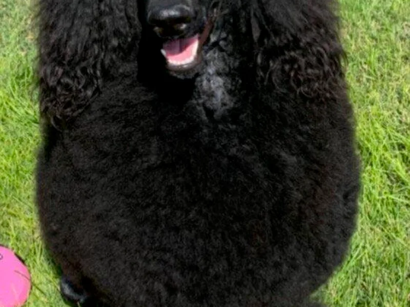 Jumelage Standard Poodles