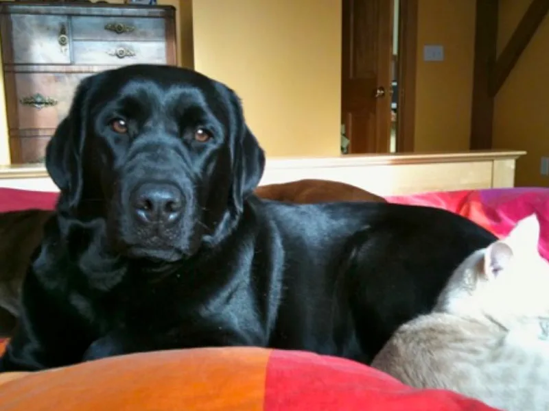 Jump N Jive Labradors