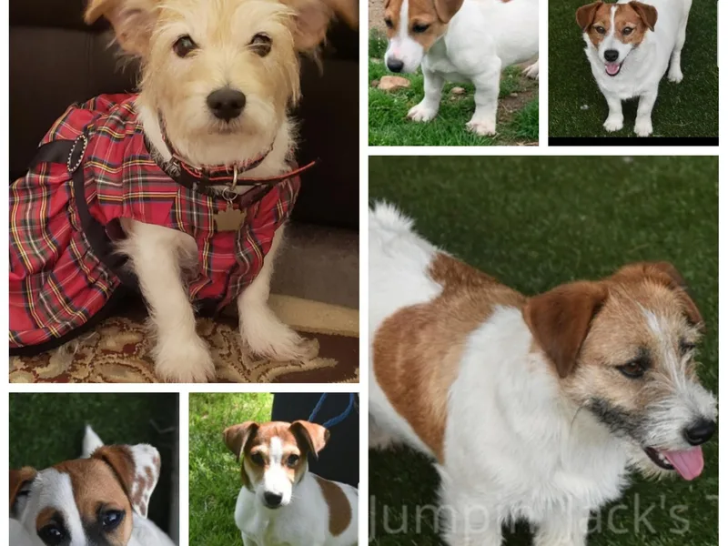 Jumpin' Jack's Terriers
