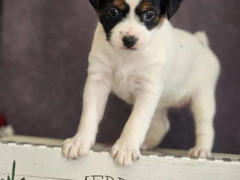 Jumping Jack's Russell Terriers