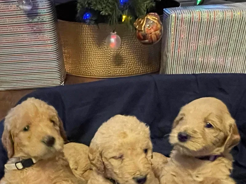 Junebug’s Labradoodles