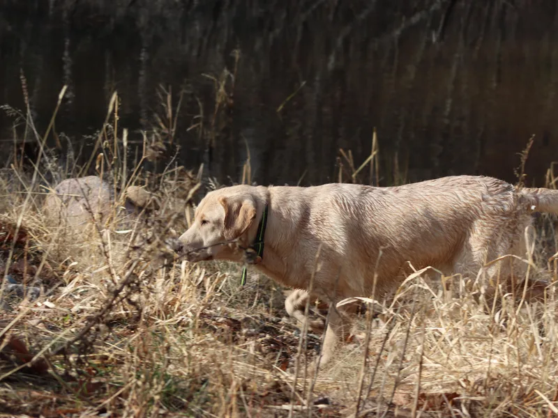 Jungle Lake Labradors