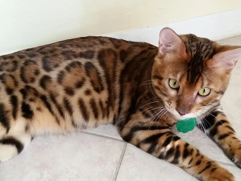 Junglecatbengal