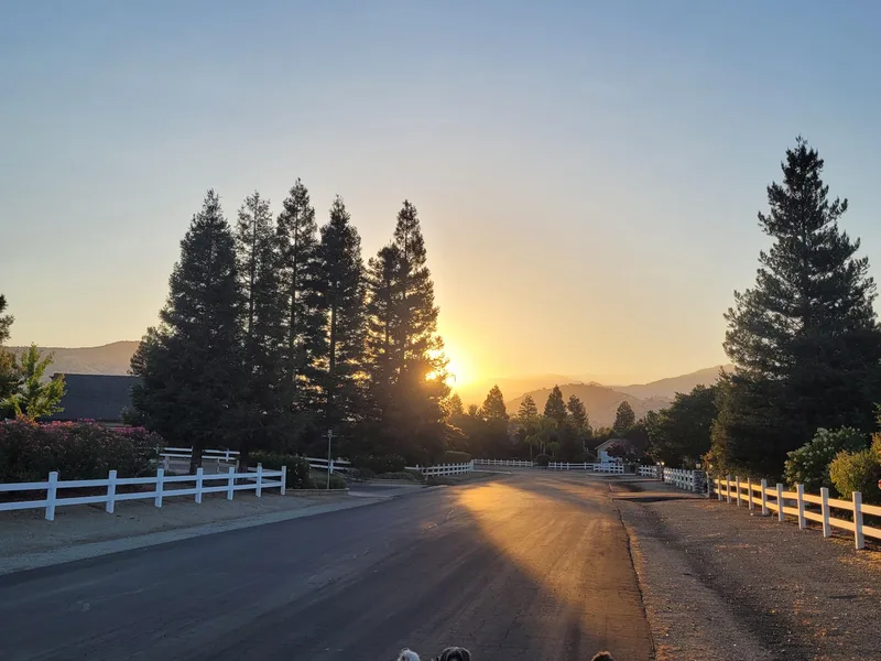 Juniper Grove Havanese