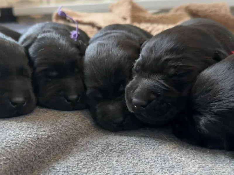 Juniper Ridge Labrador Retrievers