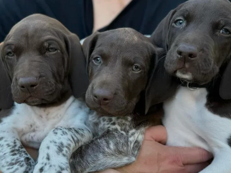 Juniper Ridge Pointers