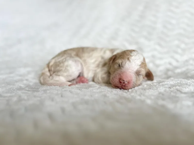 Juniper Ridge Poodles &amp; Goldendoodles