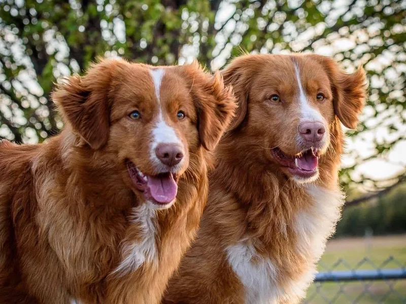 Juniper Tollers