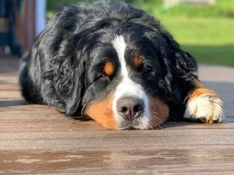 Juniper Valley Bernese Mountain Dogs