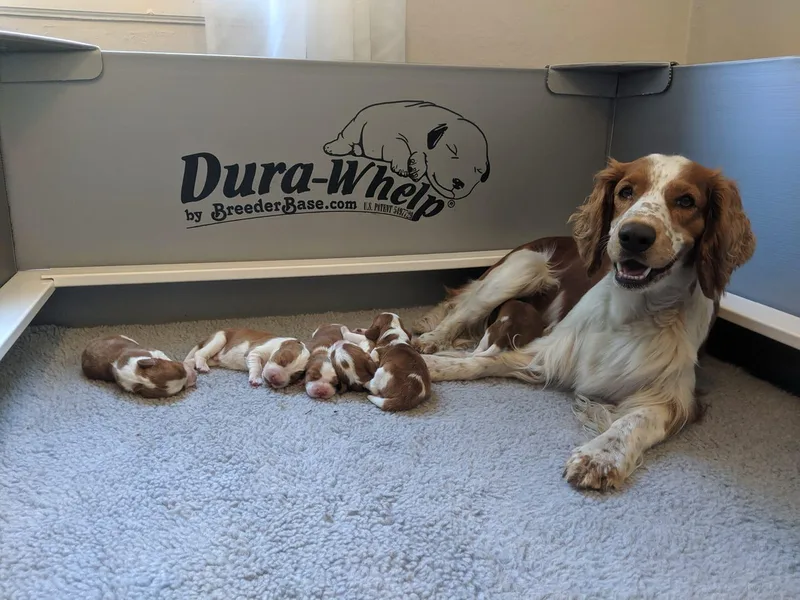 Juniper Welsh Springer Spaniels