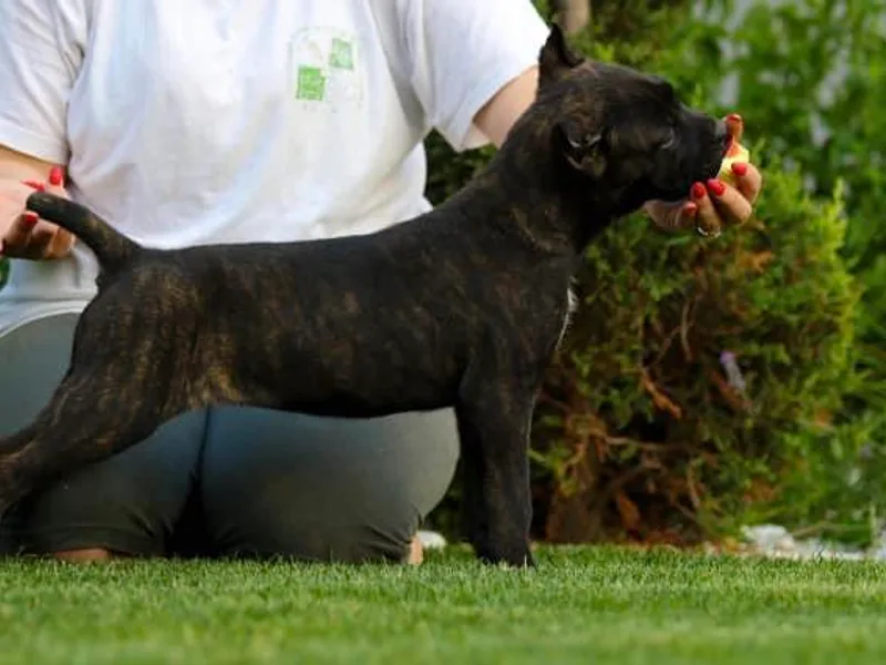 Junuzovic Cane Corso