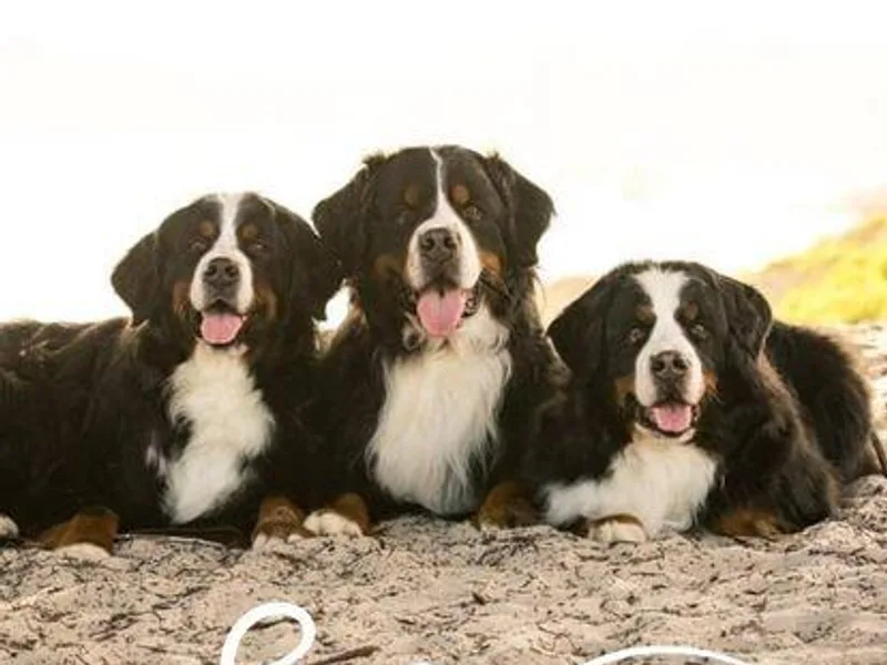 Jura BMD photo 1