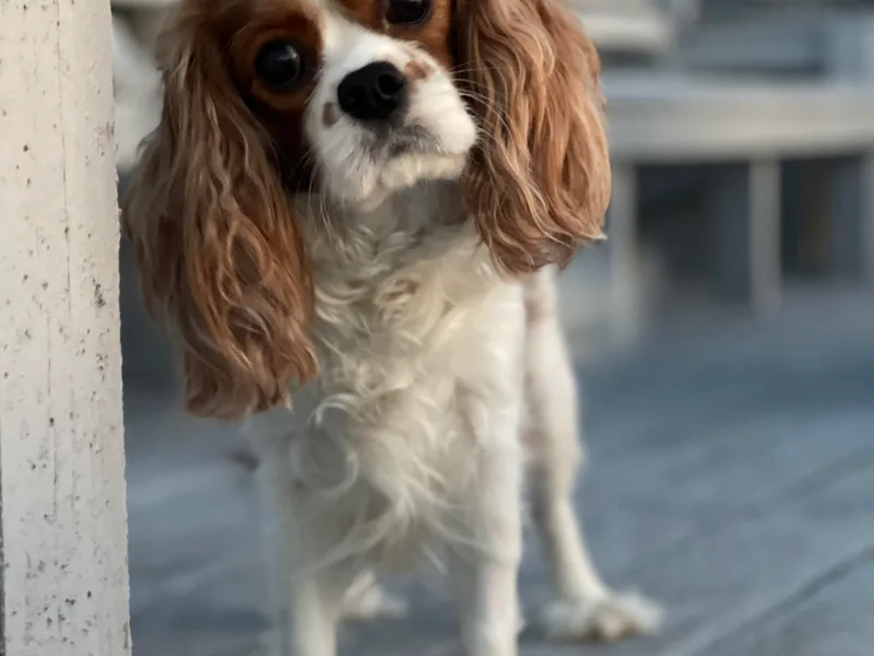 Just A Little Cavalier