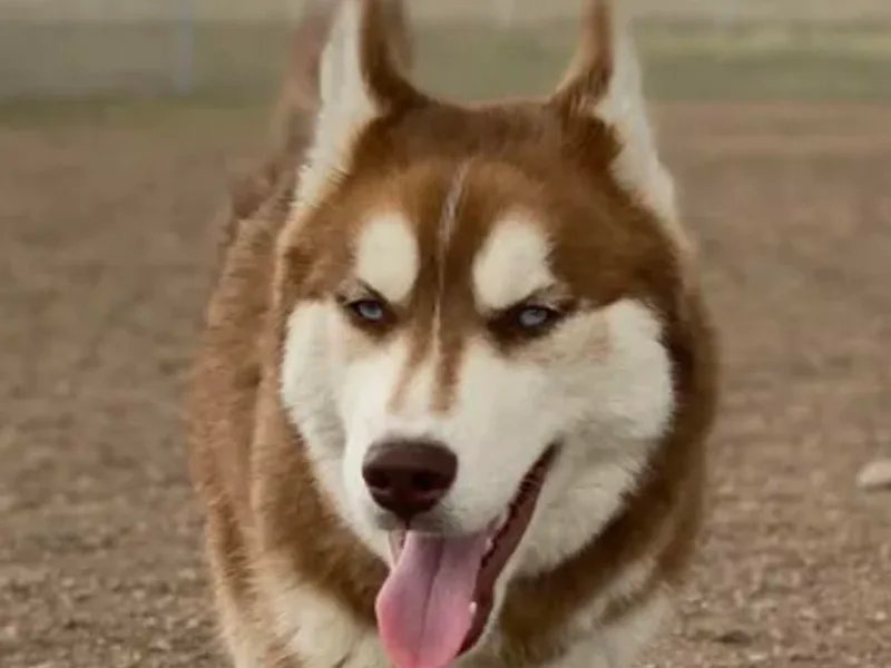 Just a Little Husky