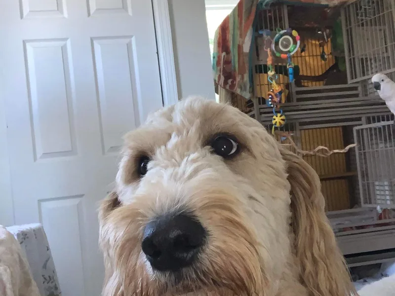 Just Doodles by the Bay