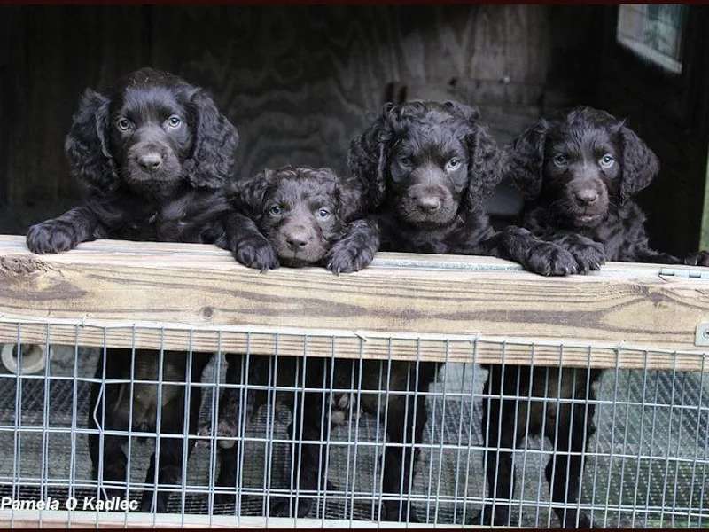 Just Ducky Kennel
