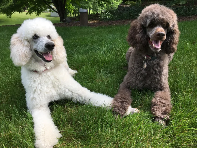 Just Poodles photo 1