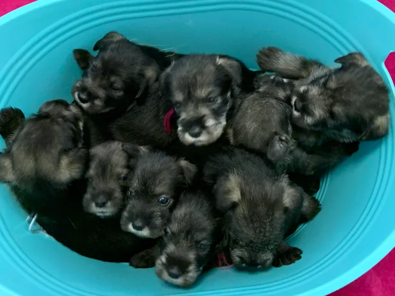 Justa Standard Schnauzers