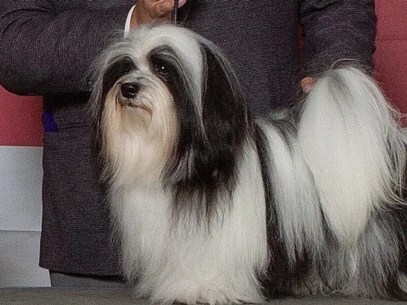 Justamere Havanese