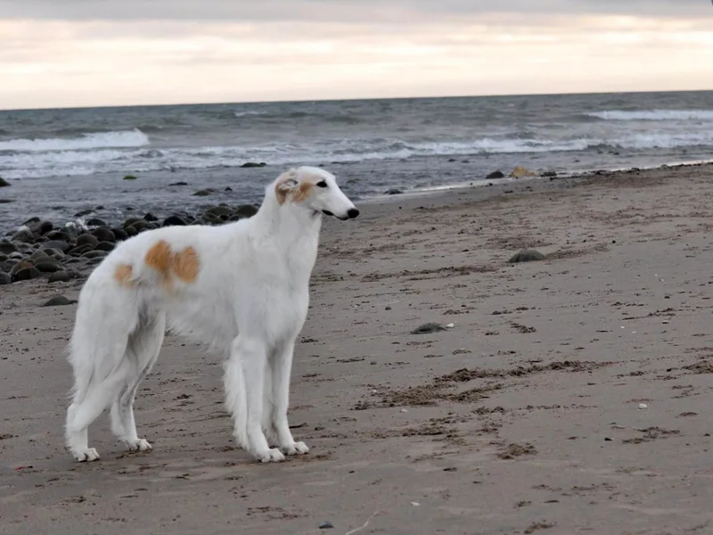 Justart Borzoi