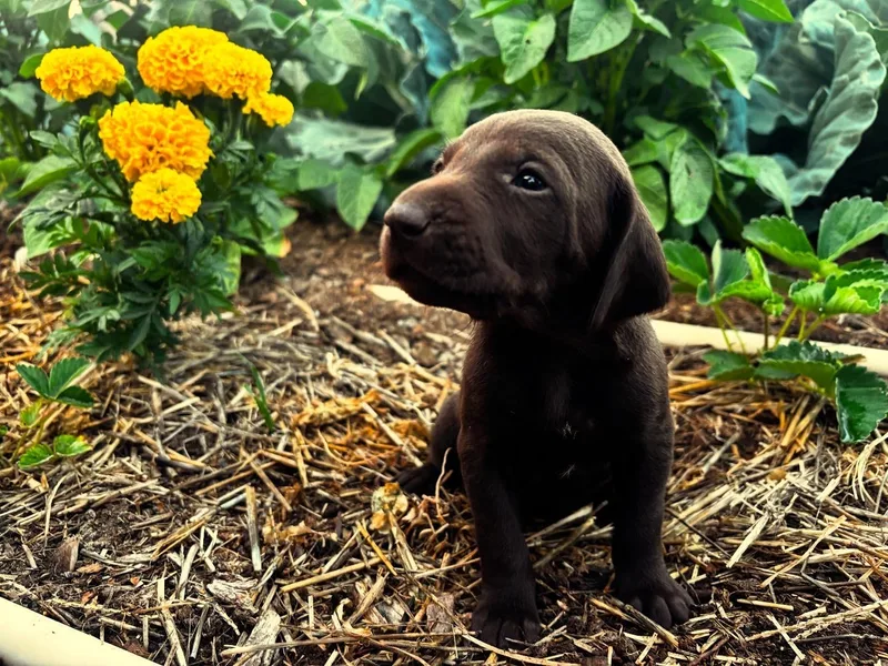 Justin's German Shorthaired Pointers